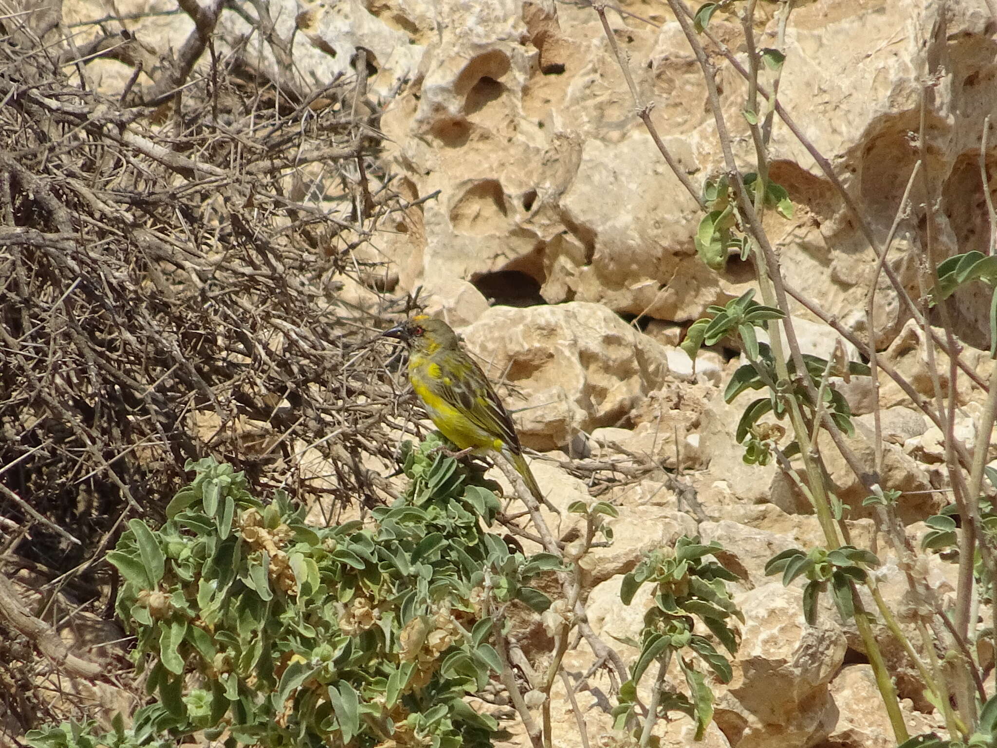 Image de Tisserin de Rüppell