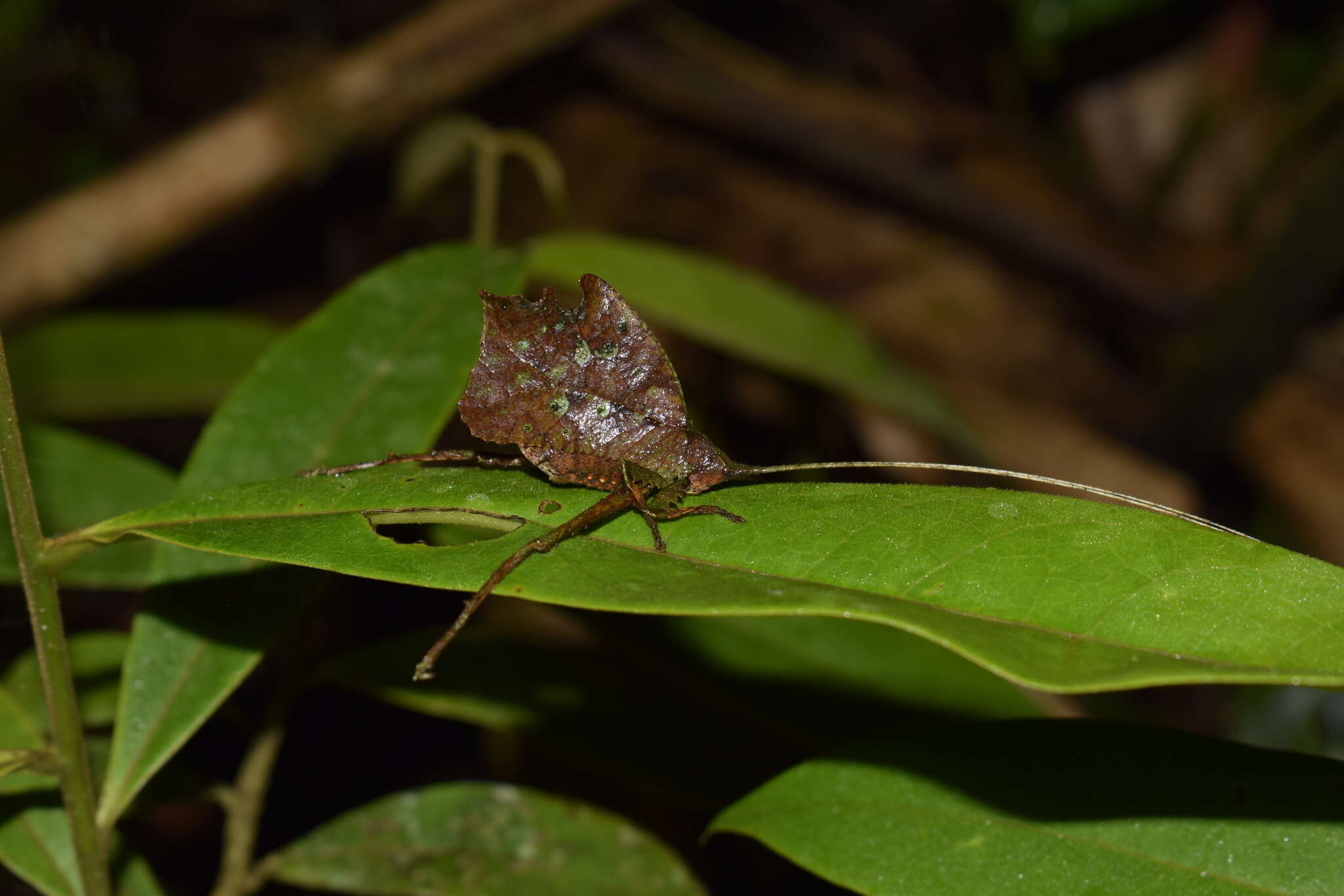 Image of Typophyllum morrisi Braun 2015