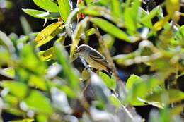 Image of Southern Beardless Tyrannulet