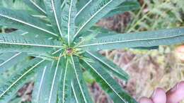 Image of Narrow-Leaf Fireweed