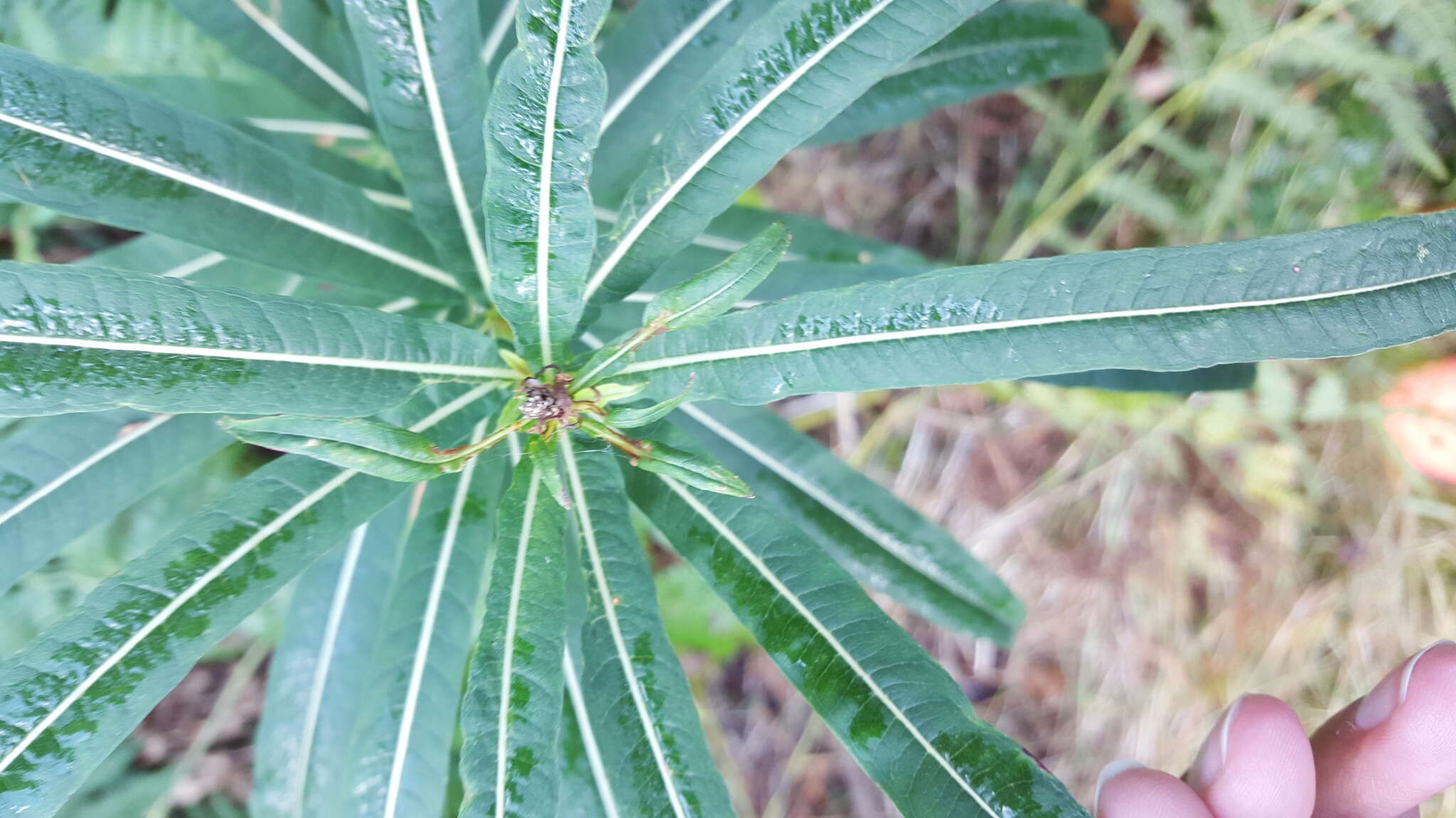 Image of Narrow-Leaf Fireweed