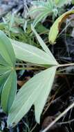 Image of White Cinquefoil