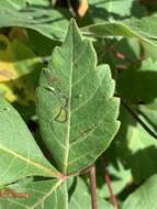 Image of Stigmella intermedia (Braun 1917) Wilkinson et al. 1979