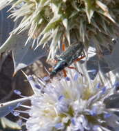 Image of Namibiana Hedges, Adalsteinsson & Branch 2009