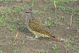 Image of Nubian Woodpecker