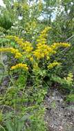 Image de Solidago odora subsp. chapmanii (A. Gray) Semple