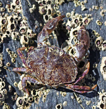 Image de Glebocarcinus amphioetus (Rathbun 1898)