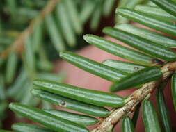 Image of Circular hemlock scale