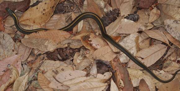 Image of Thamnophis atratus atratus (Kennicott ex Cooper 1860)