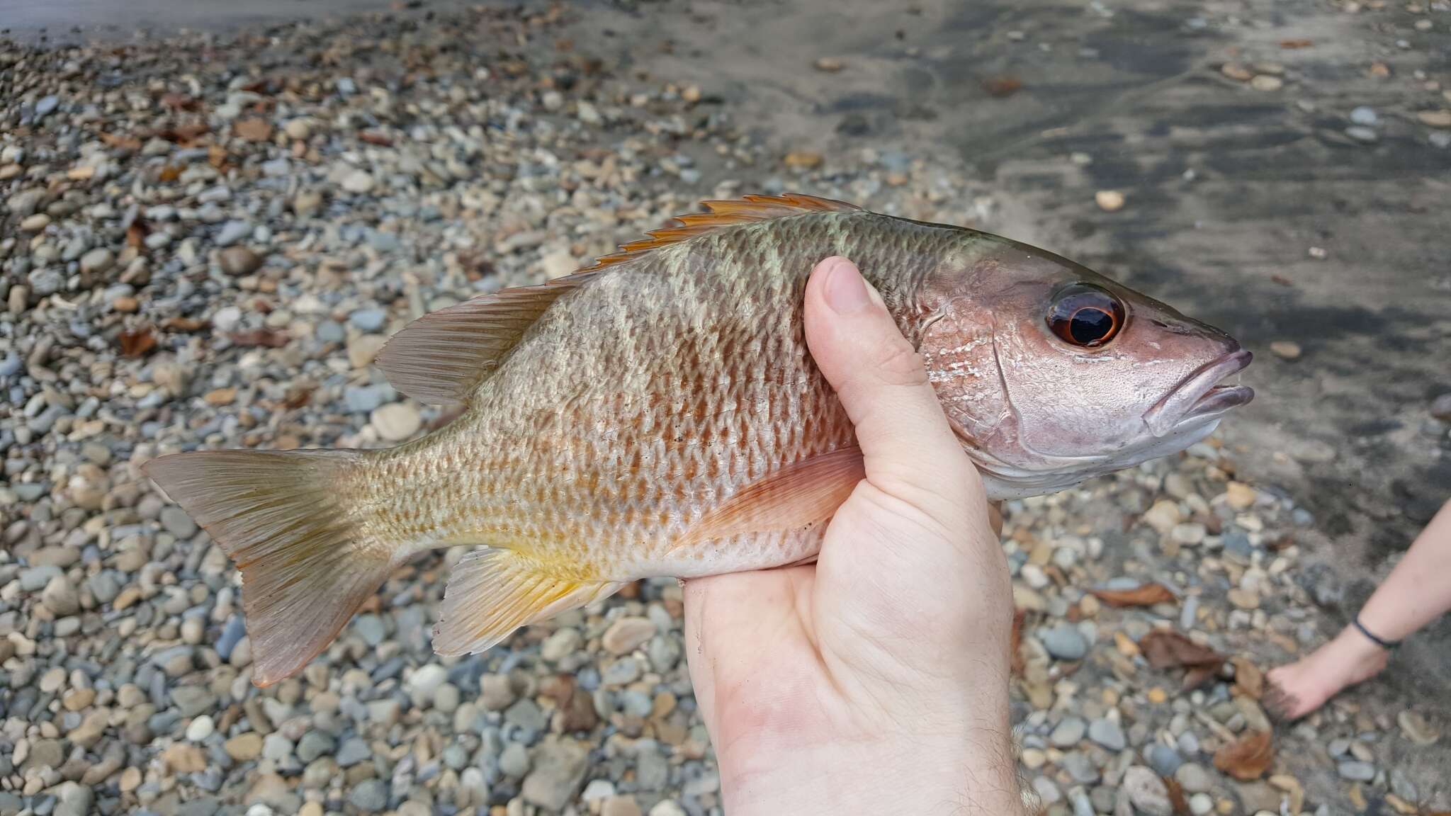 Image of Amarillo snapper