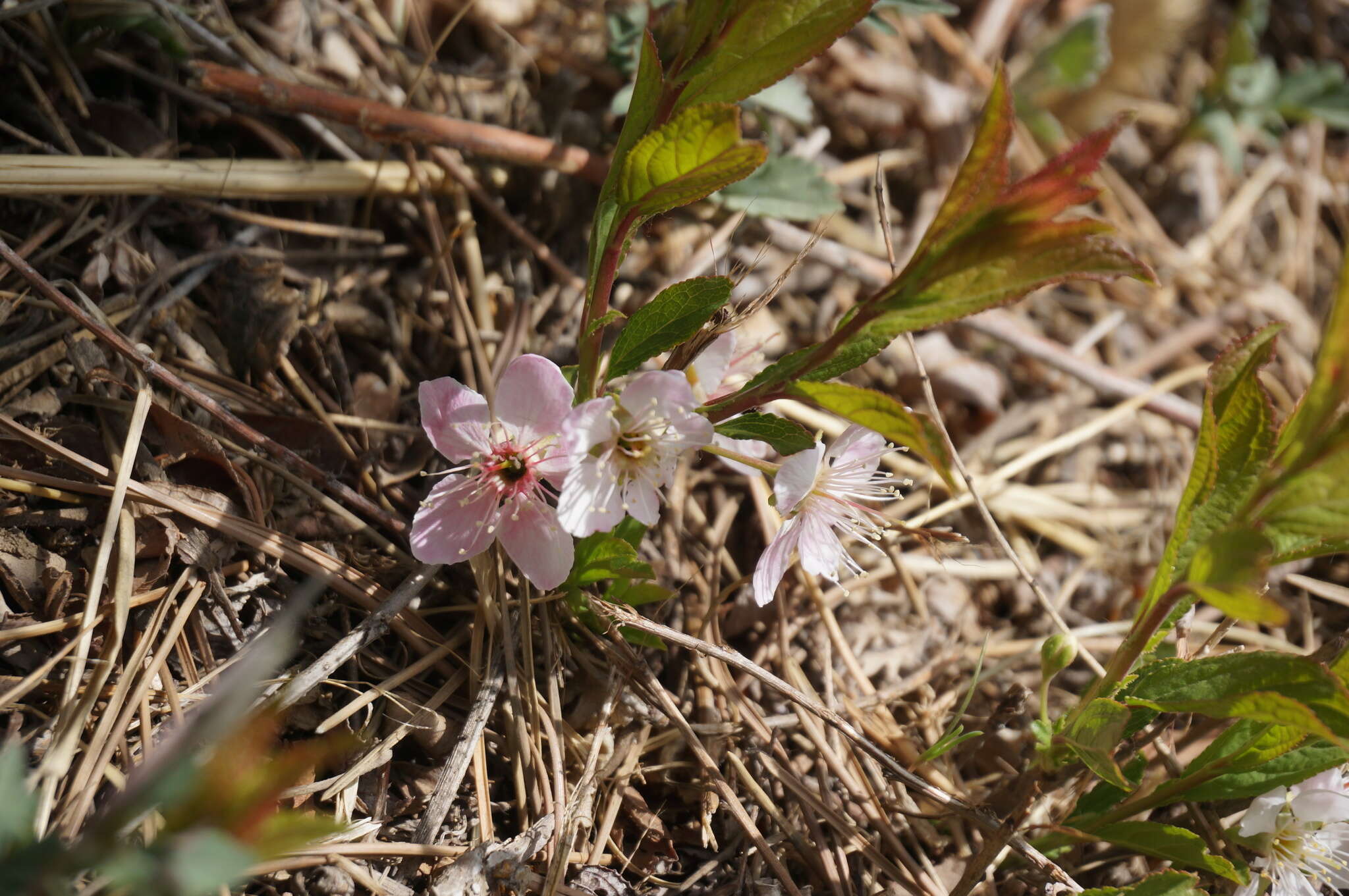 Imagem de Prunus humilis Bunge