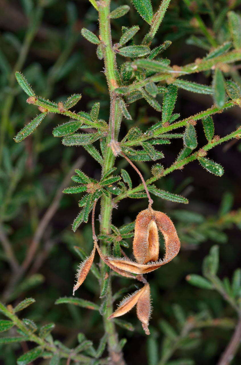 Imagem de Acacia aspera subsp. parviceps N. G. Walsh