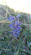 Image of Lupinus multiflorus Desr.