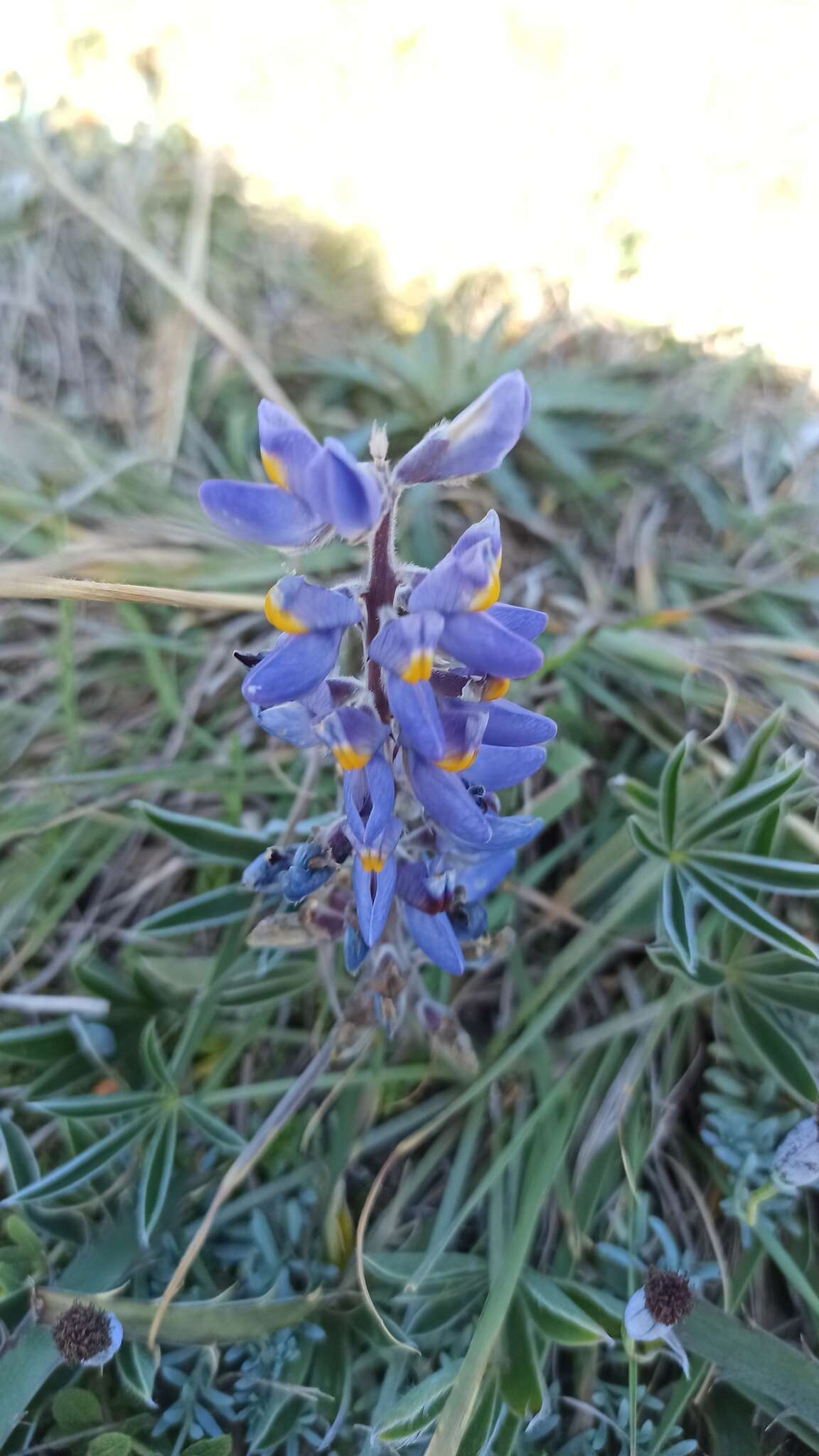 Image of Lupinus multiflorus Desr.