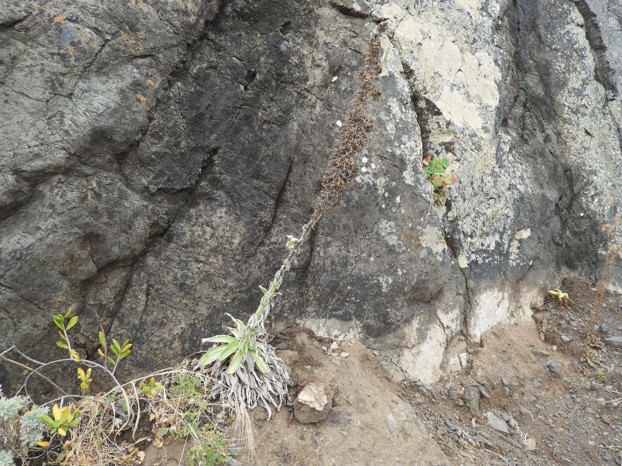 Слика од Echium simplex DC.