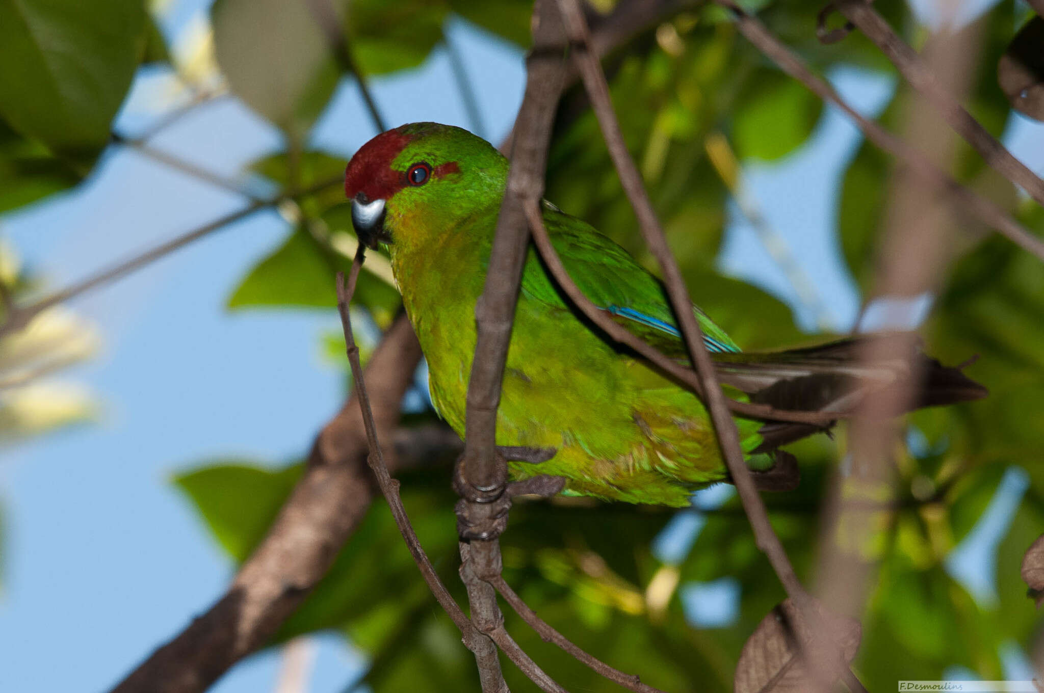 صورة Cyanoramphus saisseti Verreaux, J & Des Murs 1860