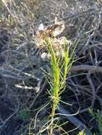 Image of dune ragwort