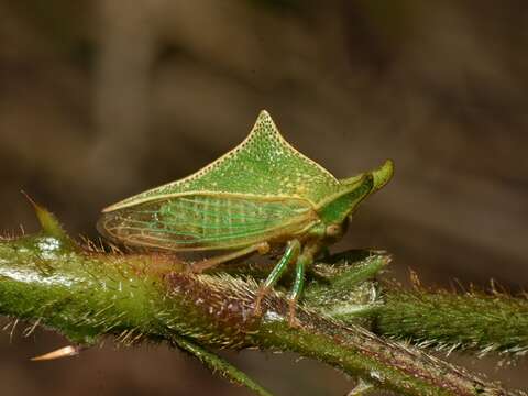 Imagem de Alchisme bos Fairmaire