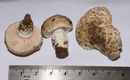 Image of Saproamanita pruittii (A. H. Sm. ex Tulloss, J. Lindgr. & D. Arora) Redhead, Vizzini, Drehmel & Contu 2016