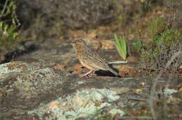 Image of Cape Clapper Lark