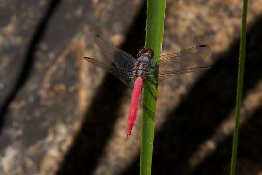 Слика од Orthetrum migratum Lieftinck 1951