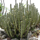 Image of <i>Euphorbia caerulescens</i> Haw.