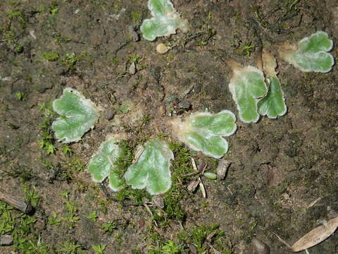 Image of Riccia cartilaginosa Steph.