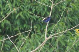 Image of Opal-crowned Tanager