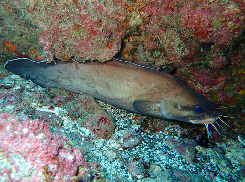 Image of Atlantic Bearded Brotula