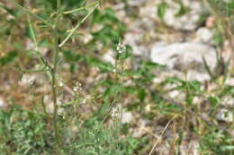 Image de Linaria microsepala A. Kerner