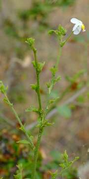 Hibiscus praeteritus R. A. Dyer的圖片