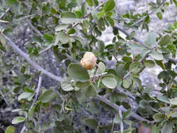 صورة Colubrina californica I. M. Johnst.