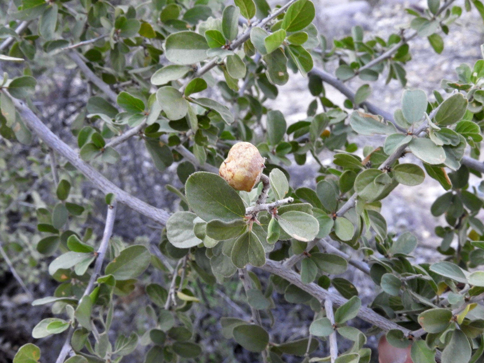 صورة Colubrina californica I. M. Johnst.