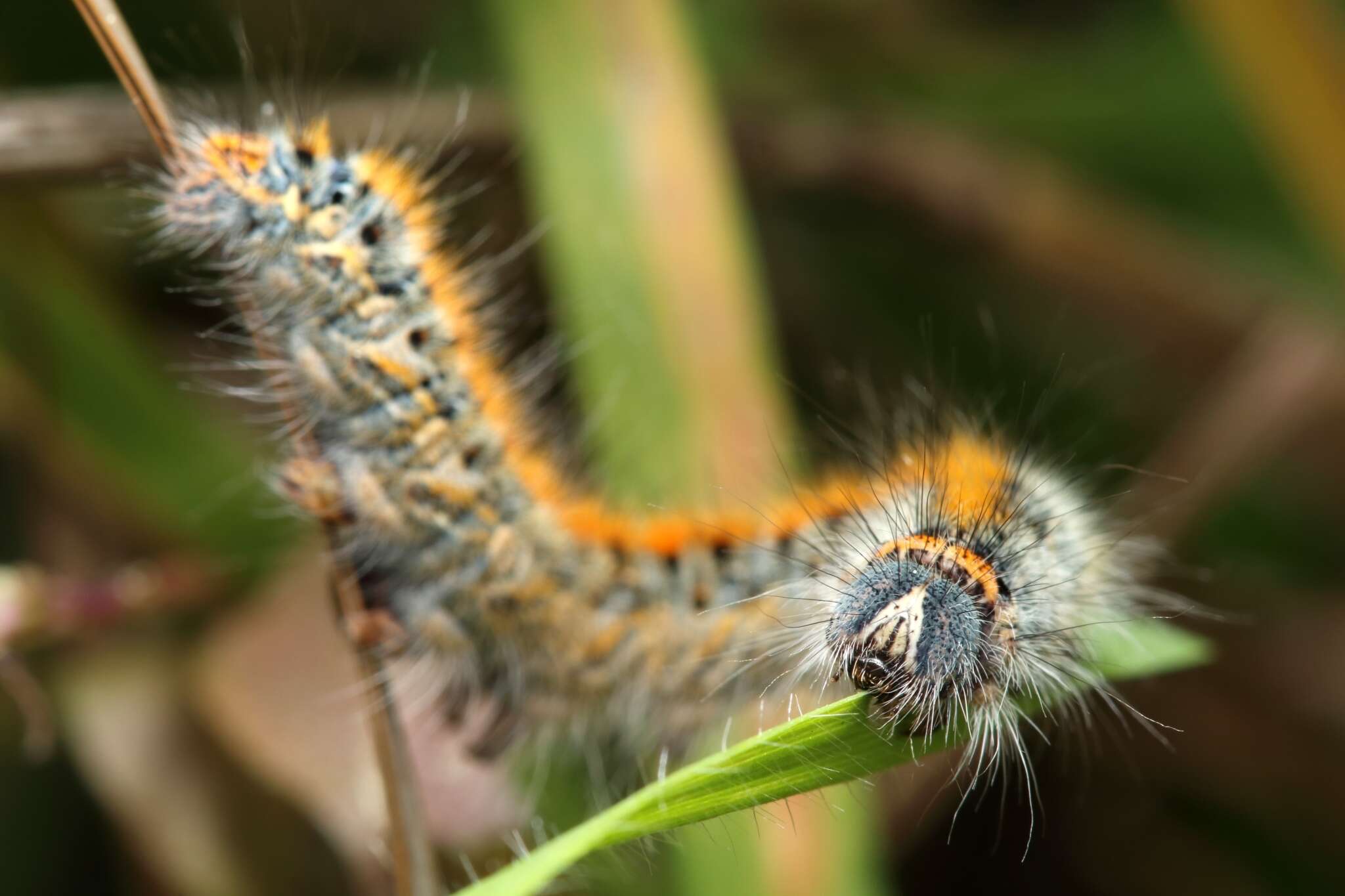 Image of grass eggar