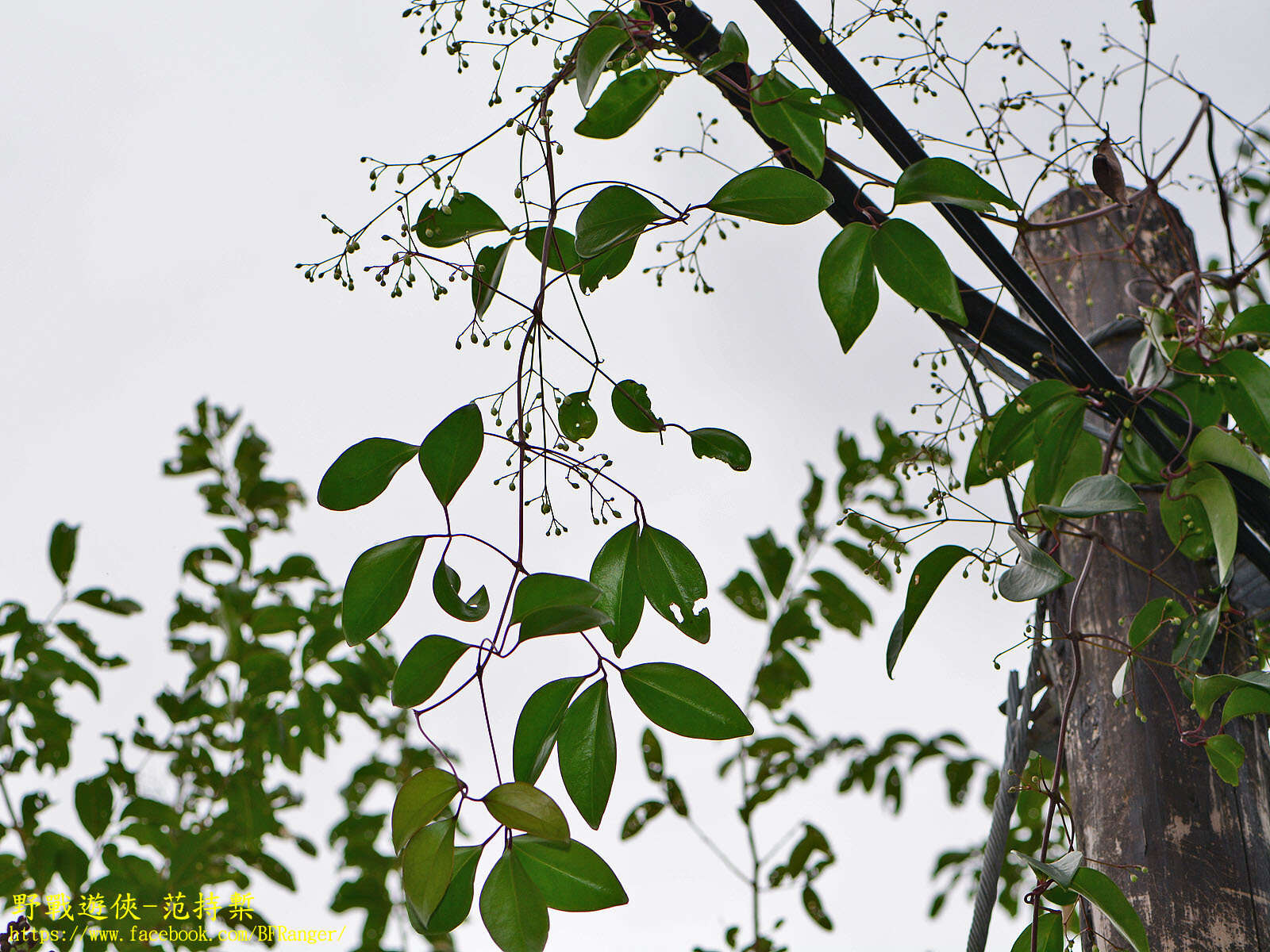 Image of Clematis crassifolia Benth.