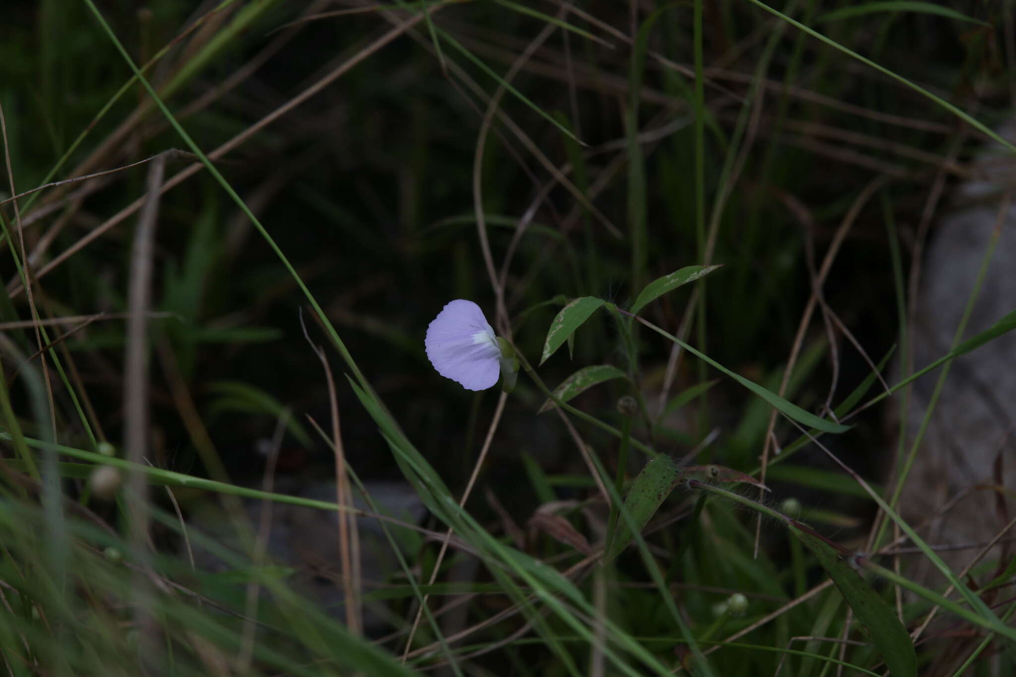 Image of Utricularia terrae-reginae P. Taylor