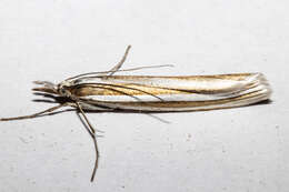 Image of Orocrambus siriellus Meyrick 1882