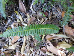 Image of Blechnum australe subsp. australe