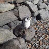 Image of Amsterdam Island Fur Seal