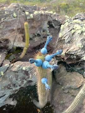 Image of Cipocereus minensis (Werderm.) F. Ritter