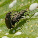 Image of Hypselus ater Boheman 1843