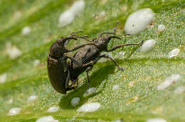 Image of Hypselus ater Boheman 1843