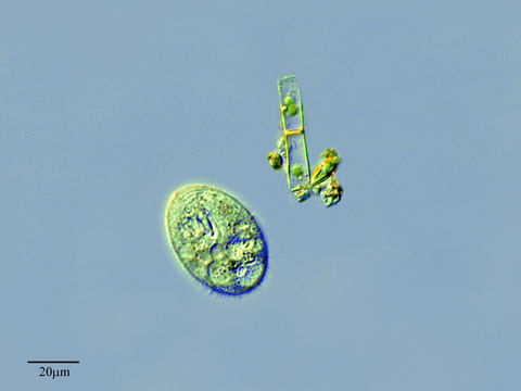Image of <i>Glaucoma scintillans</i>