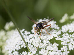 Image of Spilomyia diophthalma (Linnaeus 1758)