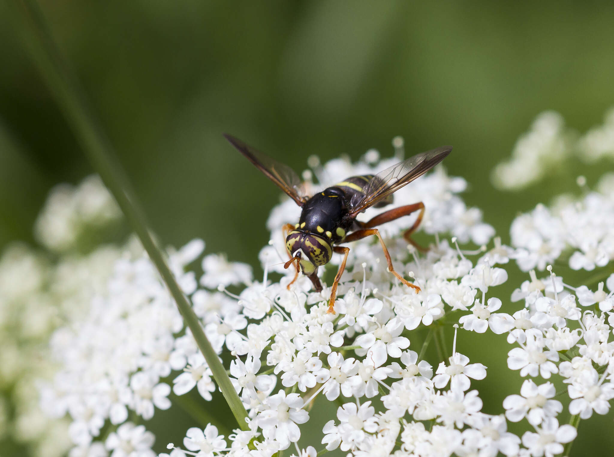 Image of Spilomyia diophthalma (Linnaeus 1758)