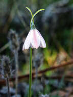 Image of Acis rosea (F. Martin bis) Sweet