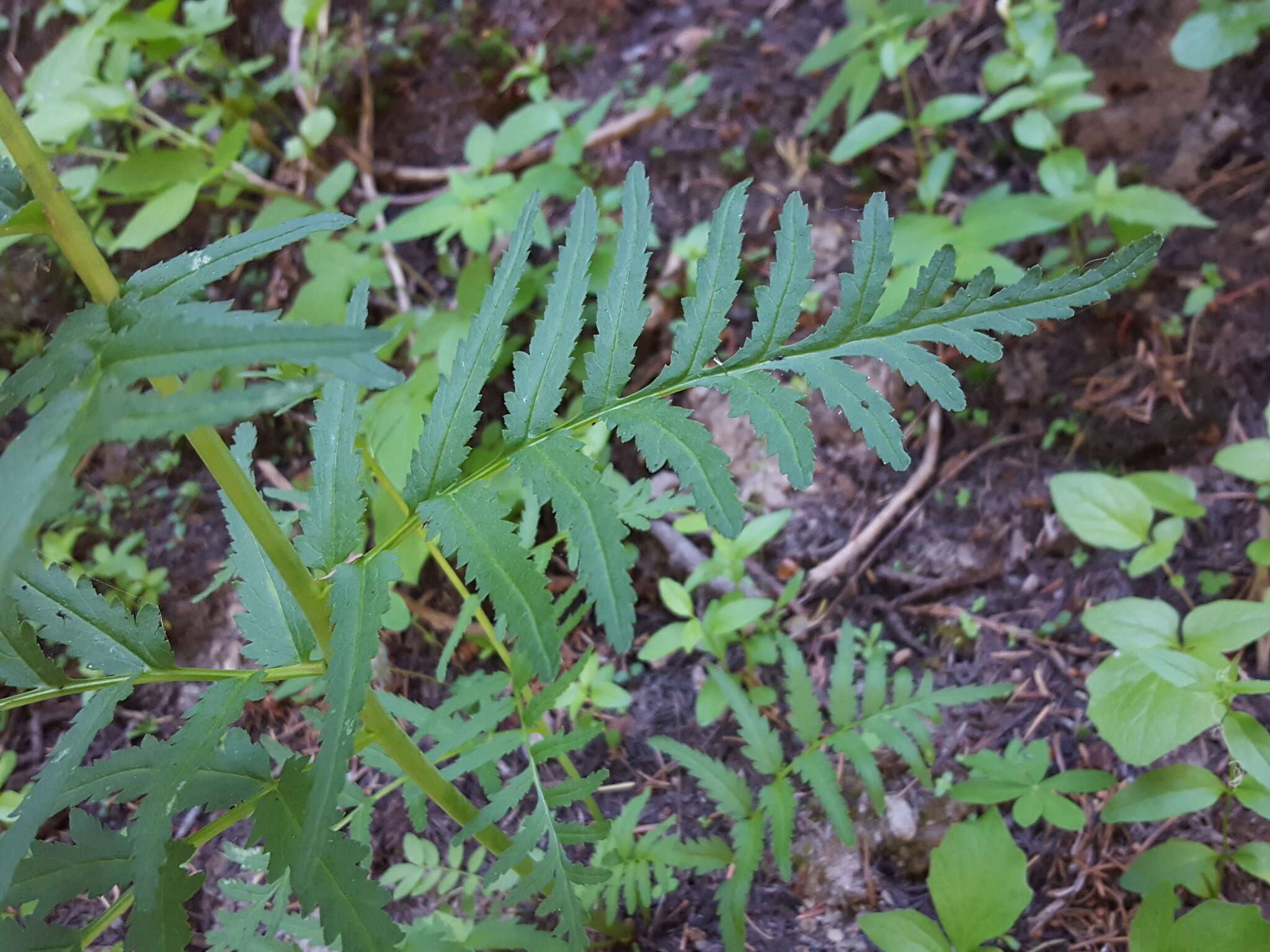 Imagem de Pedicularis bracteosa var. flavida (Pennell) Cronq.