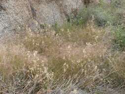 Image of littleseed muhly