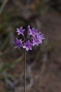 Tulbaghia violacea Harv. resmi