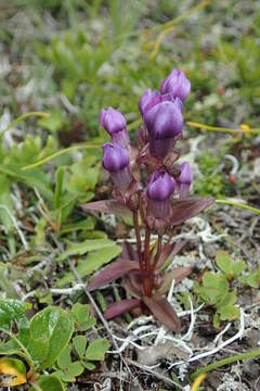 Image of eared dwarf gentian